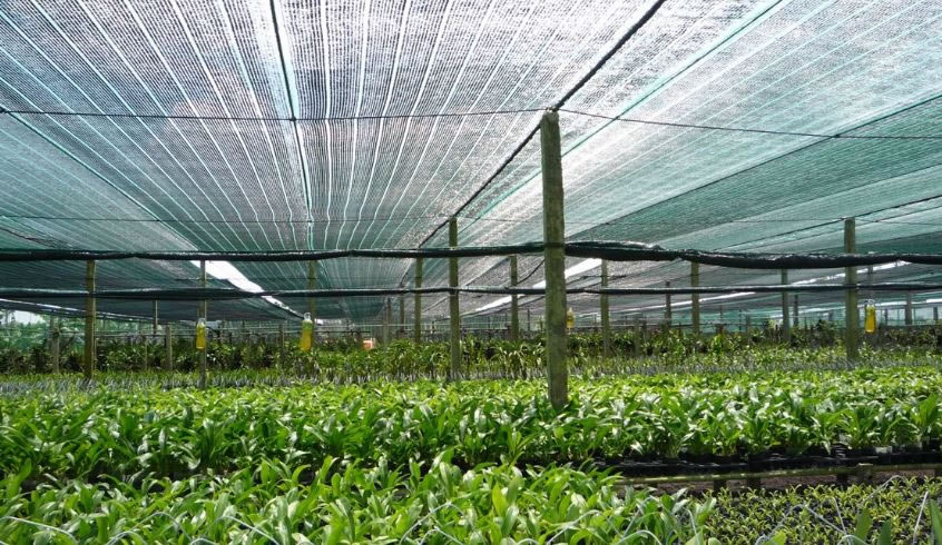 Lưới dệt kim chống mưa nắng nóng vườn rau